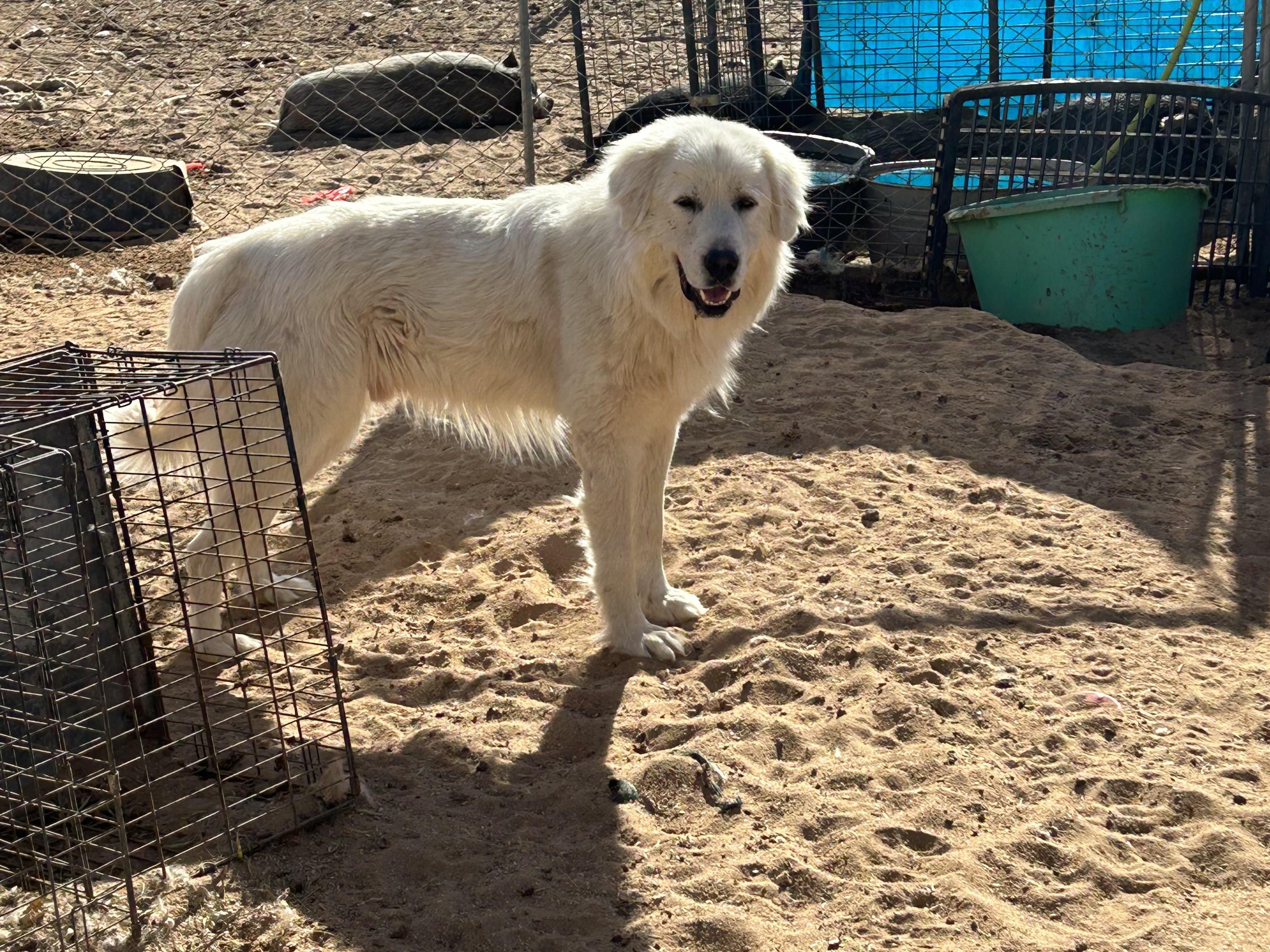 Enlarge EVEREST, a Adoptable Great Pyrenees in Norco, CA image 2/3