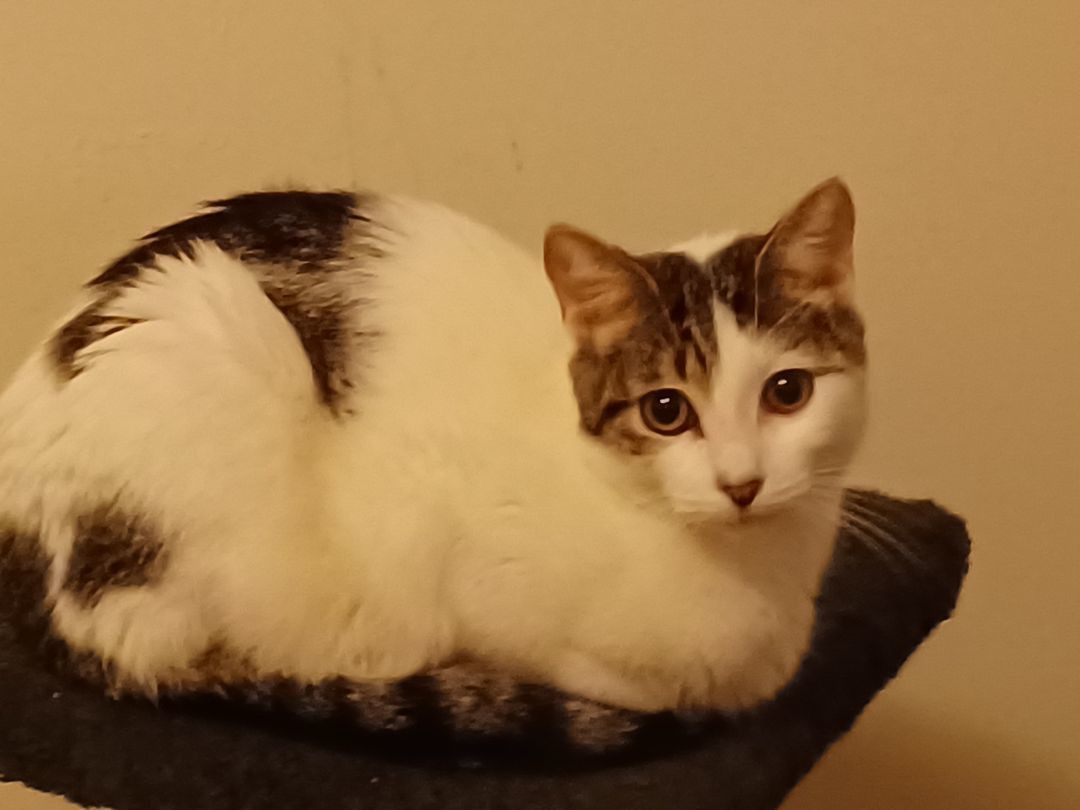 Louis, Adoptable, Adult Male Tabby.