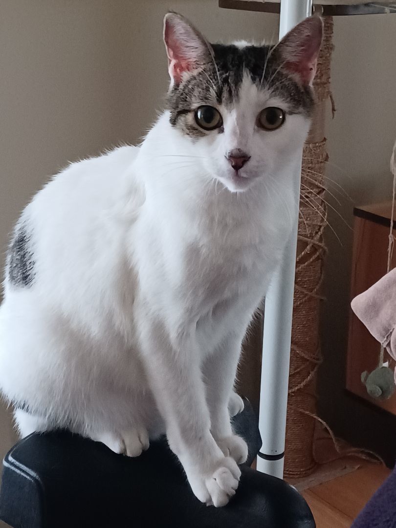 Louis, a Adoptable Tabby in Orange, CA image 2/3