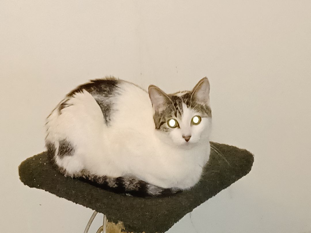 Louis, a Adoptable Tabby in Orange, CA image 3/3