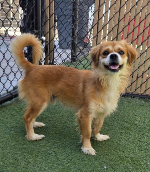 Enlarge BEN JAMIN, a Adoptable mixed breed in Norco, CA image 1/1