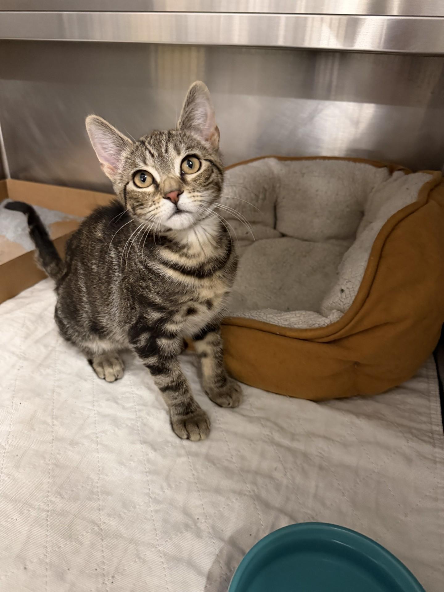 Enlarge Frankie, an adopted Domestic Short Hair in West Haven, CT image 1/1