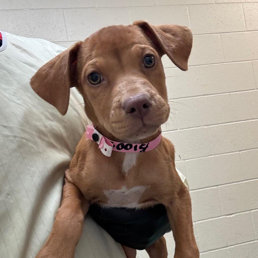 Prada, Adoptable, Puppy Female Mixed Breed.