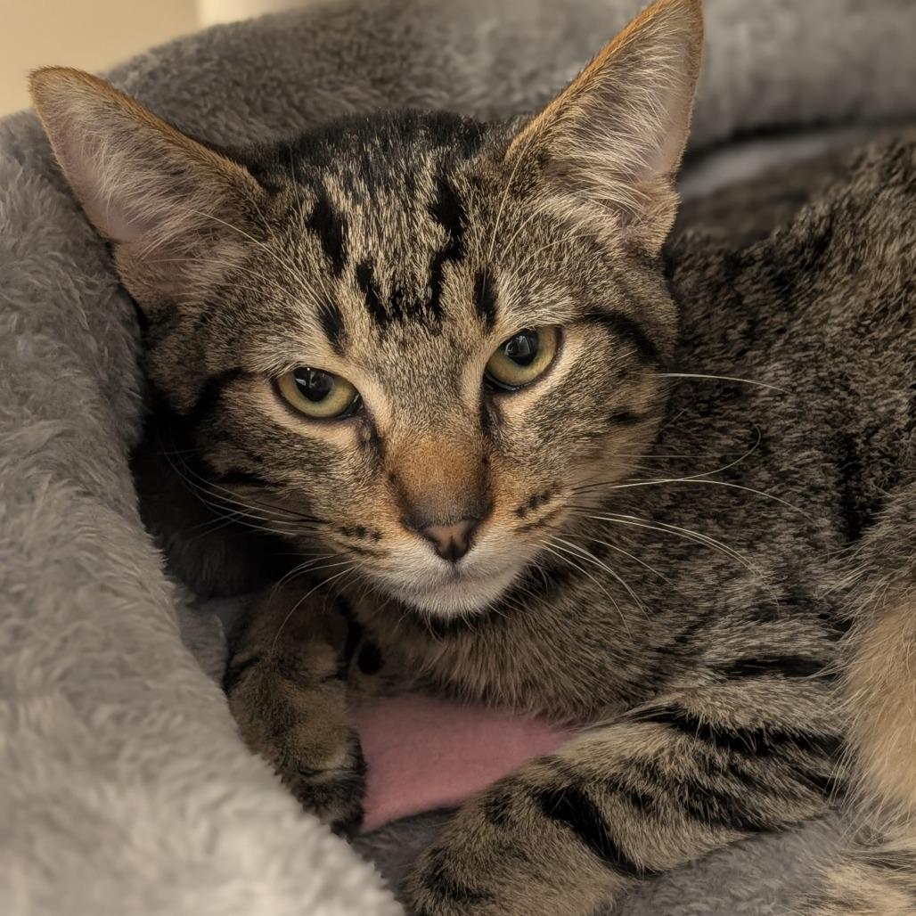 Austin (barn cat), Adoptable, Kitten Male Domestic Short Hair.