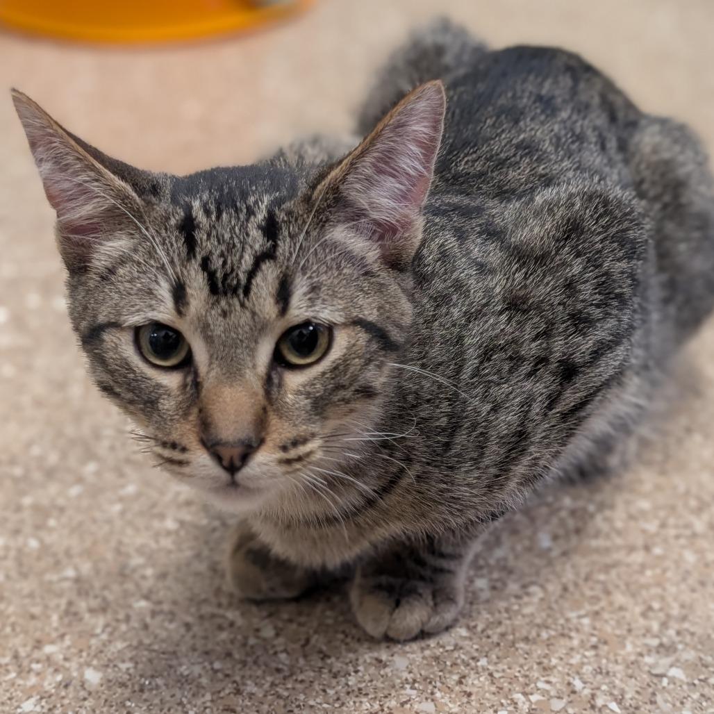 Austin (barn cat), a Adoptable Domestic Short Hair in Sonoma, CA image 2/3