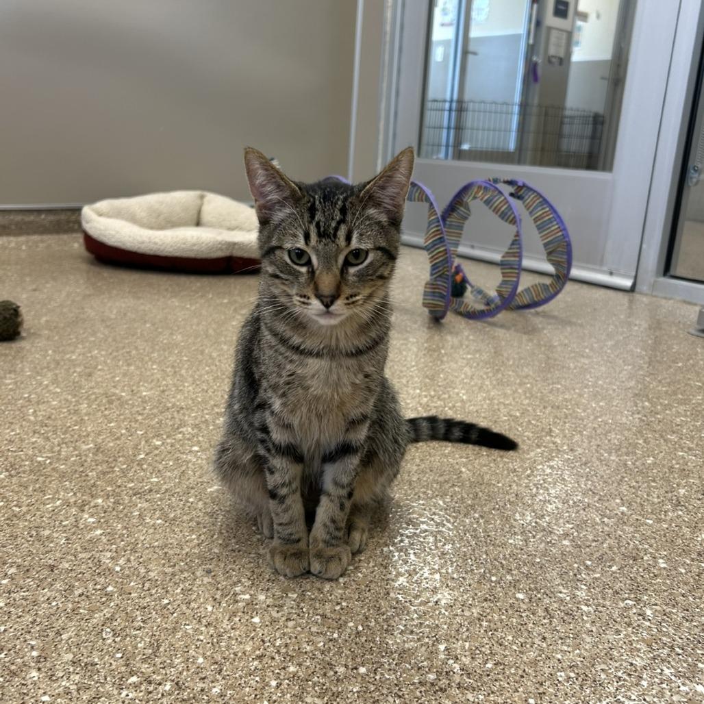 Austin (barn cat), a Adoptable Domestic Short Hair in Sonoma, CA image 3/3