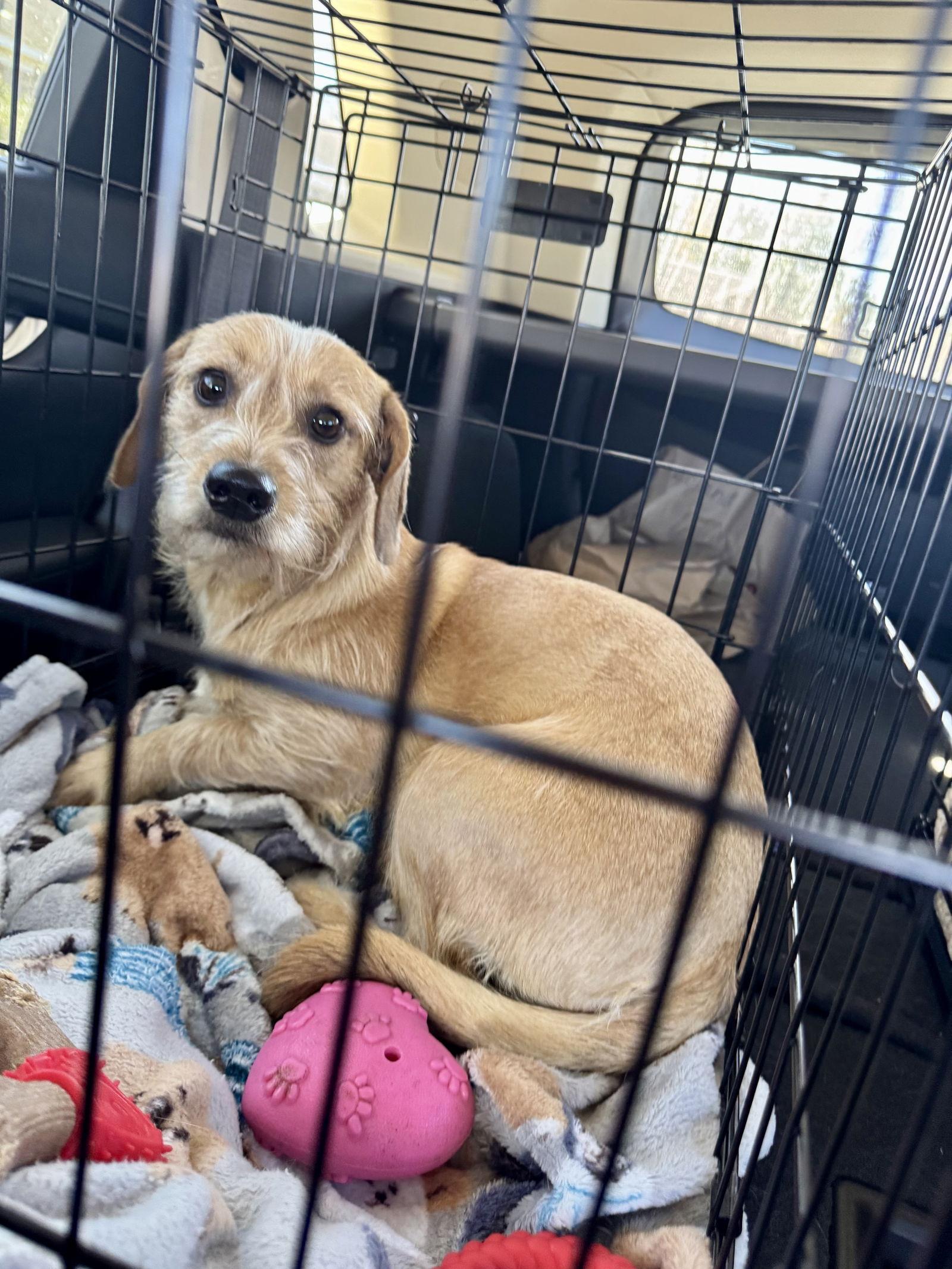Enlarge Frodo, a Adoptable mixed breed in Austin, TX image 2/2