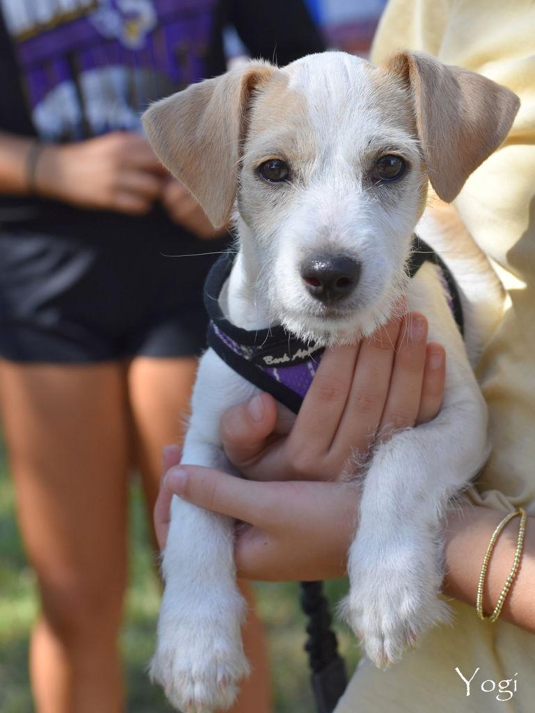 Yogi, Adoptable, Puppy Male Chihuahua.