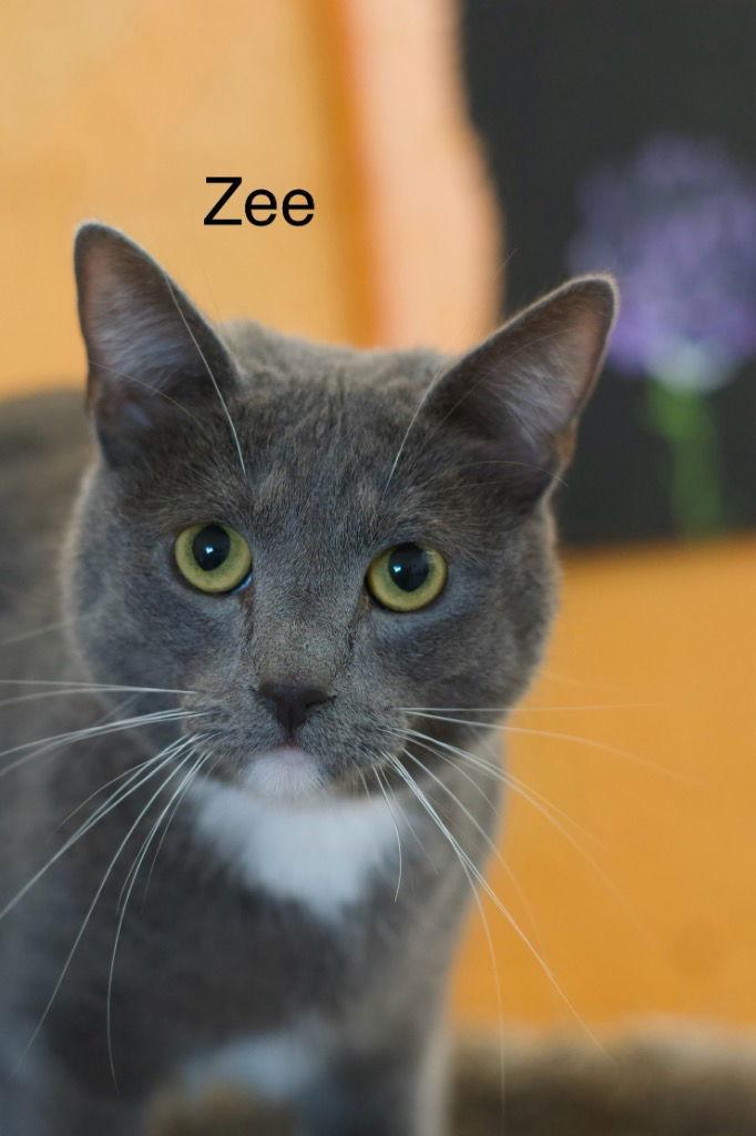 Enlarge Zee, a Adoptable Domestic Short Hair in Saint George, UT image 2/3