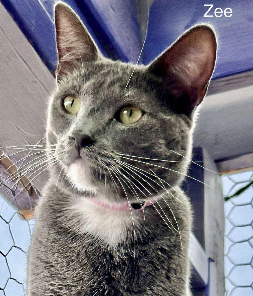 Zee, Adoptable, Adult Female Domestic Short Hair.