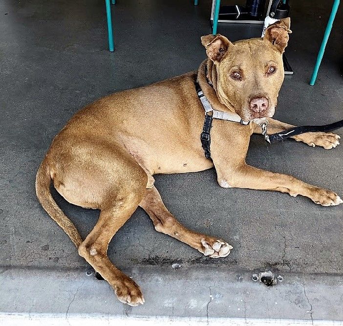 Enlarge Raja, a Adoptable mixed breed in Gilbert, AZ image 1/8