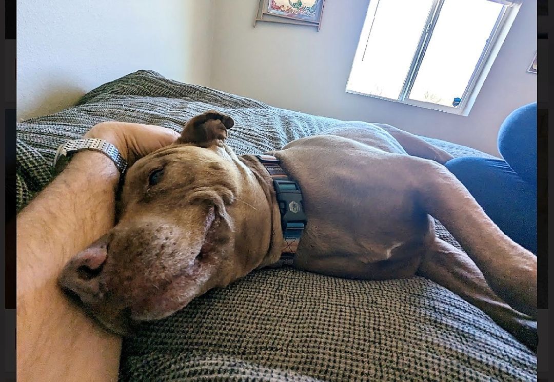 Enlarge Raja, a Adoptable mixed breed in Gilbert, AZ image 2/8