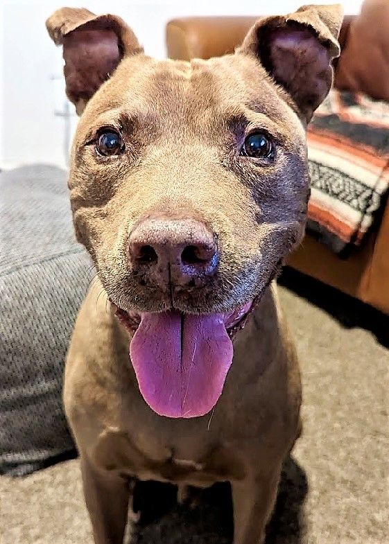 Enlarge Raja, a Adoptable mixed breed in Gilbert, AZ image 3/8