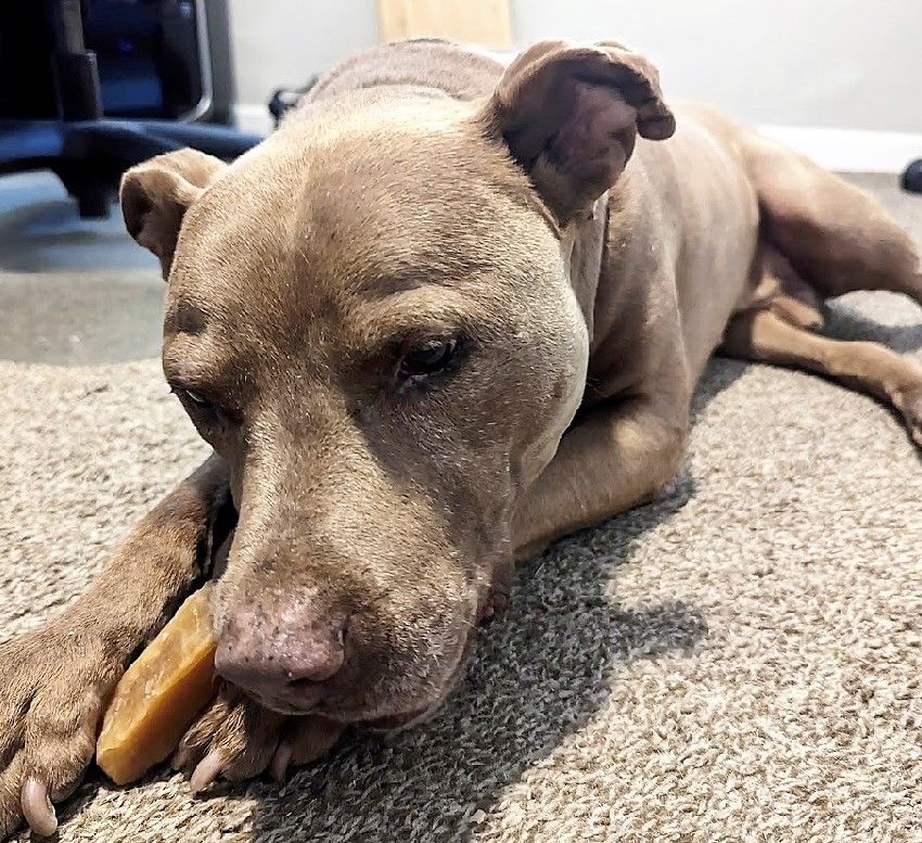 Raja, Adoptable, Adult Male Pit Bull Terrier.