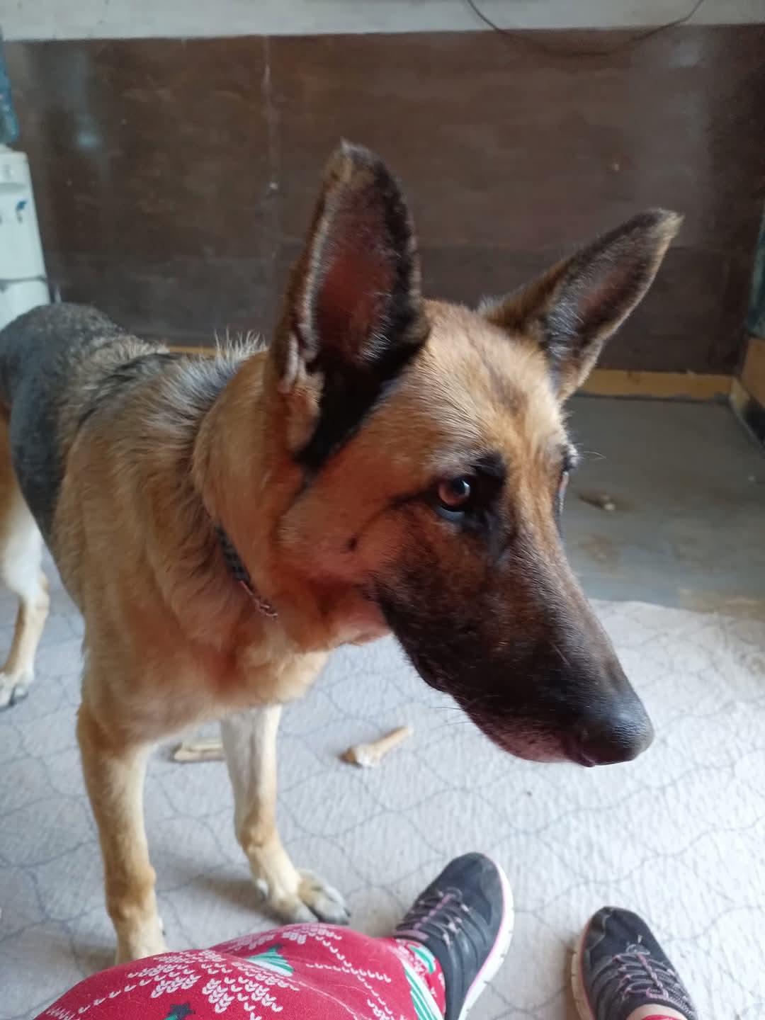 Imani, a Adoptable German Shepherd Dog in Selah, WA image 3/3