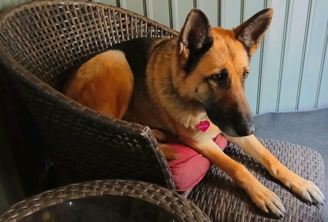 Imani, a Adoptable German Shepherd Dog in Selah, WA image 2/3