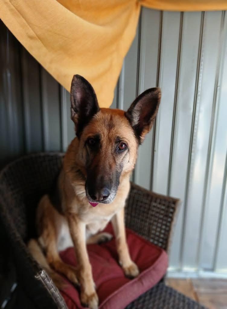 Imani, an adoptable German Shepherd Dog in Selah, WA, 98942 | Photo Image 1