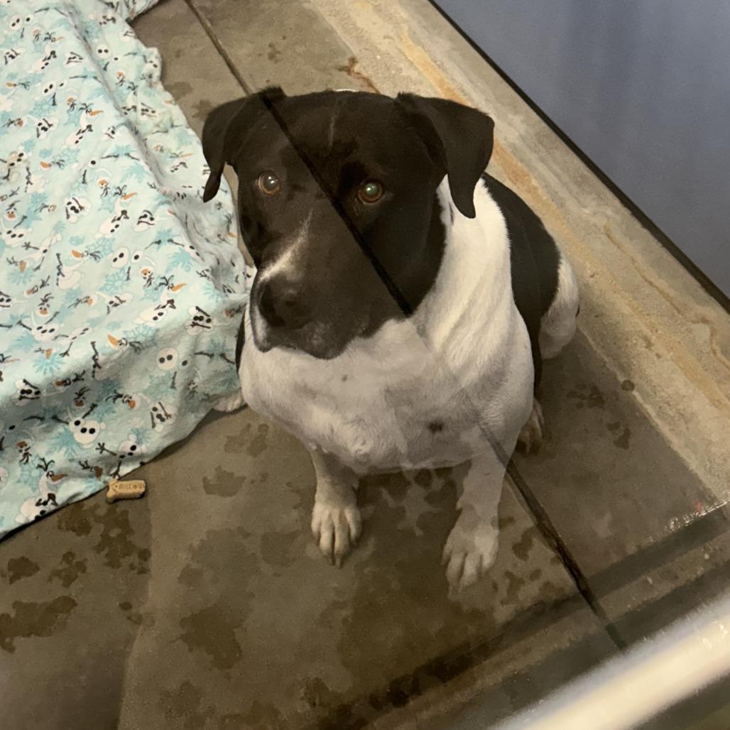 Butch, Adoptable, Adult Male Mixed Breed.