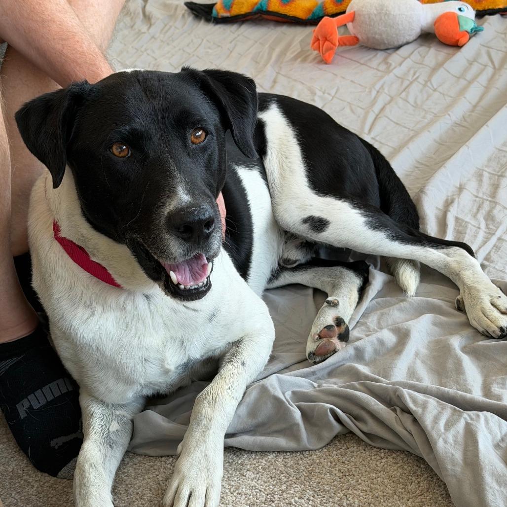 Enlarge Butch, a Adoptable Mixed Breed in Buffalo, WY image 2/3