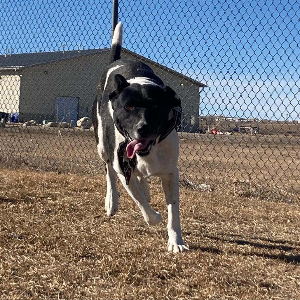 Enlarge Butch, a Adoptable Mixed Breed in Buffalo, WY image 2/2