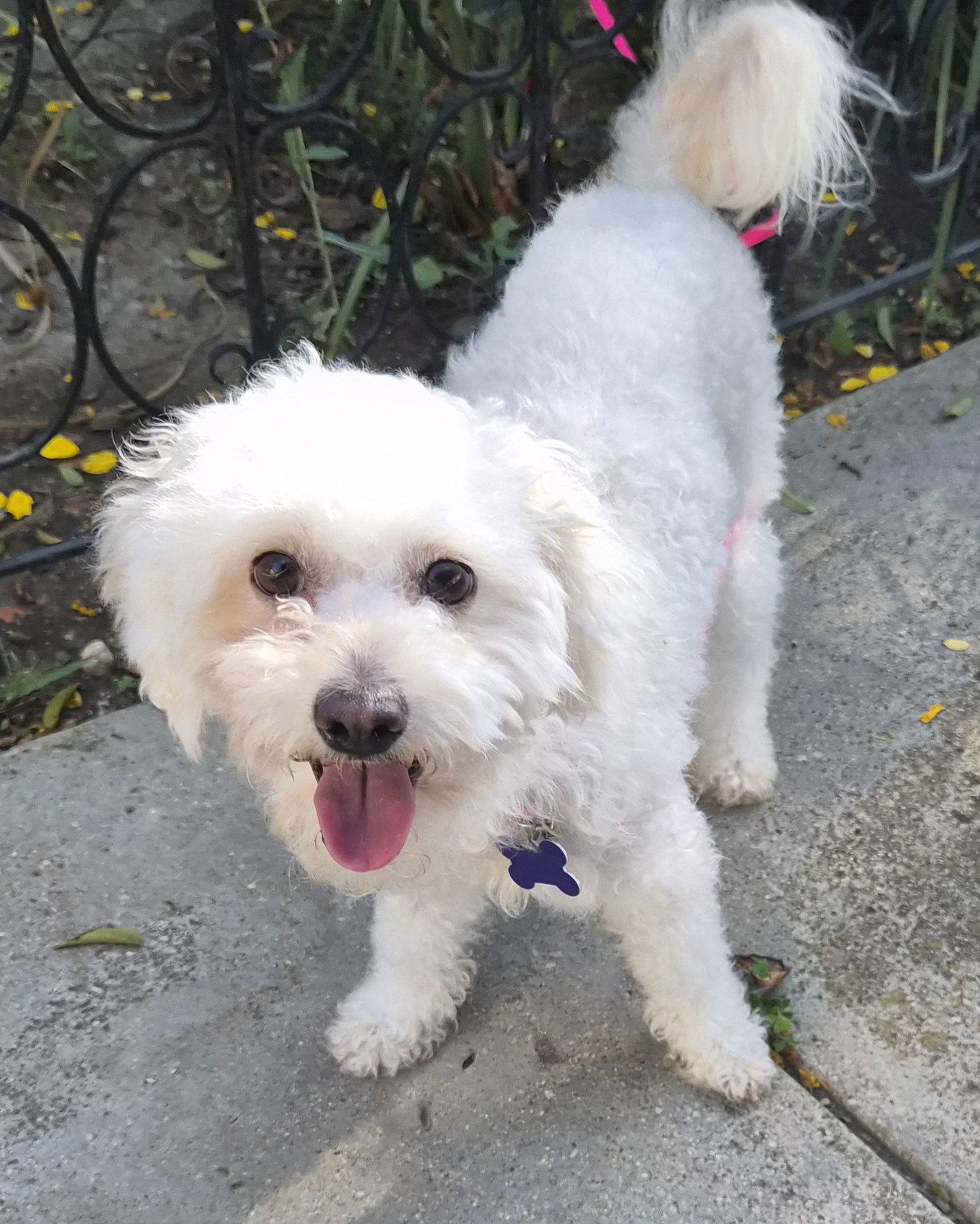 Cici, Adopted, Young Female Poodle & Bichon Frise.