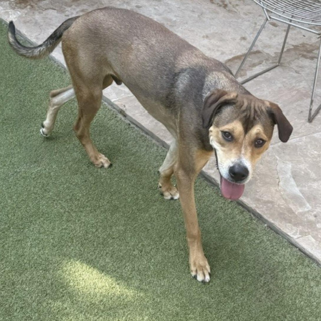 Enlarge WEAVER, a Adoptable mixed breed in cookeville, TN image 6/6