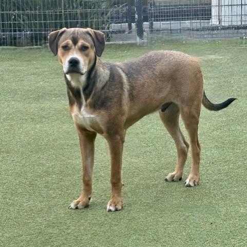 Enlarge WEAVER, a Adoptable mixed breed in cookeville, TN image 4/6