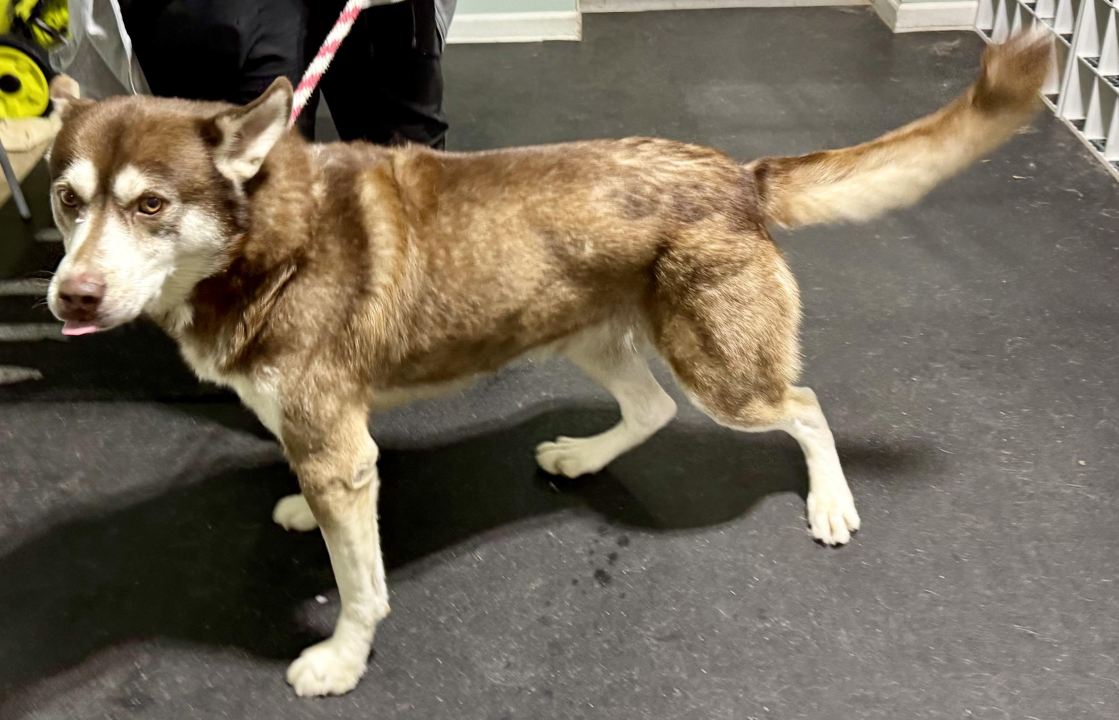 Enlarge Red, an adopted Siberian Husky in Fulton, NY image 5/6