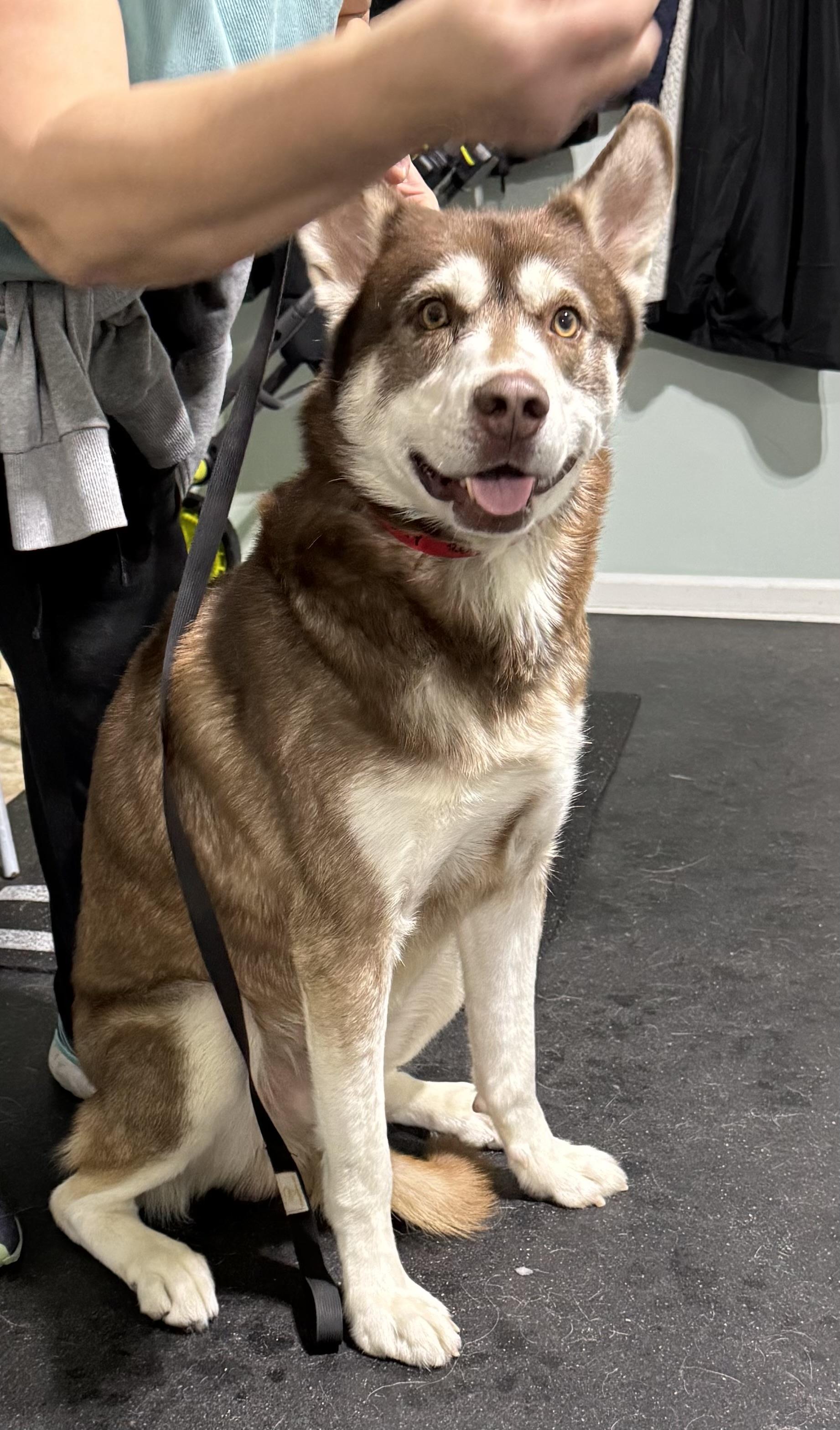 Enlarge Red, an adopted Siberian Husky in Fulton, NY image 4/6