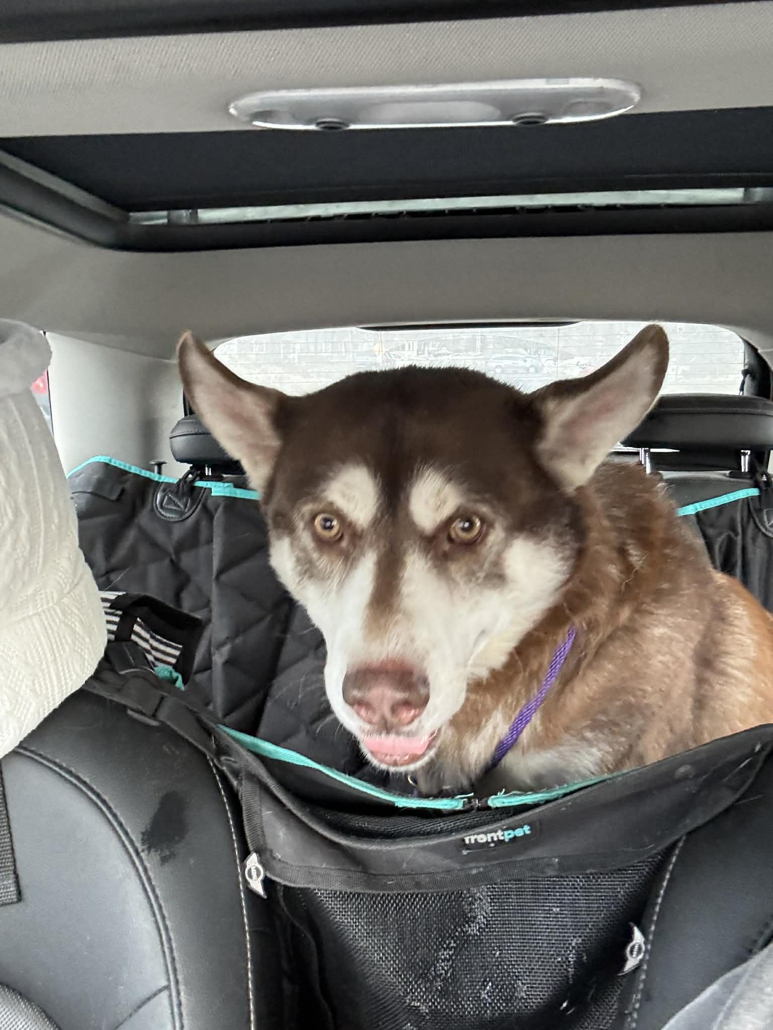 Enlarge Red, an adopted Siberian Husky in Fulton, NY image 6/6