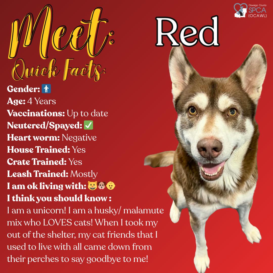 Enlarge Red, an adopted Siberian Husky in Fulton, NY image 1/6