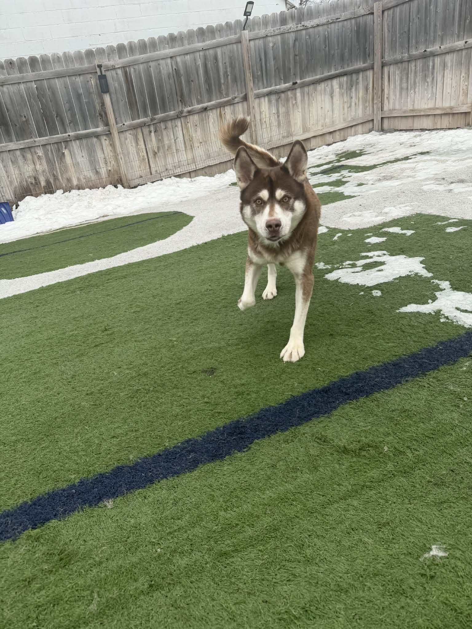 Enlarge Red, an adopted Siberian Husky in Fulton, NY image 2/6