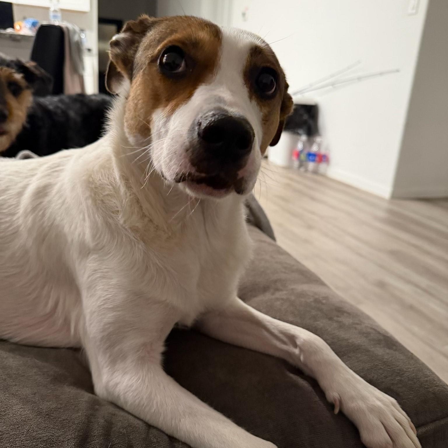 Artie — thumbnail 3