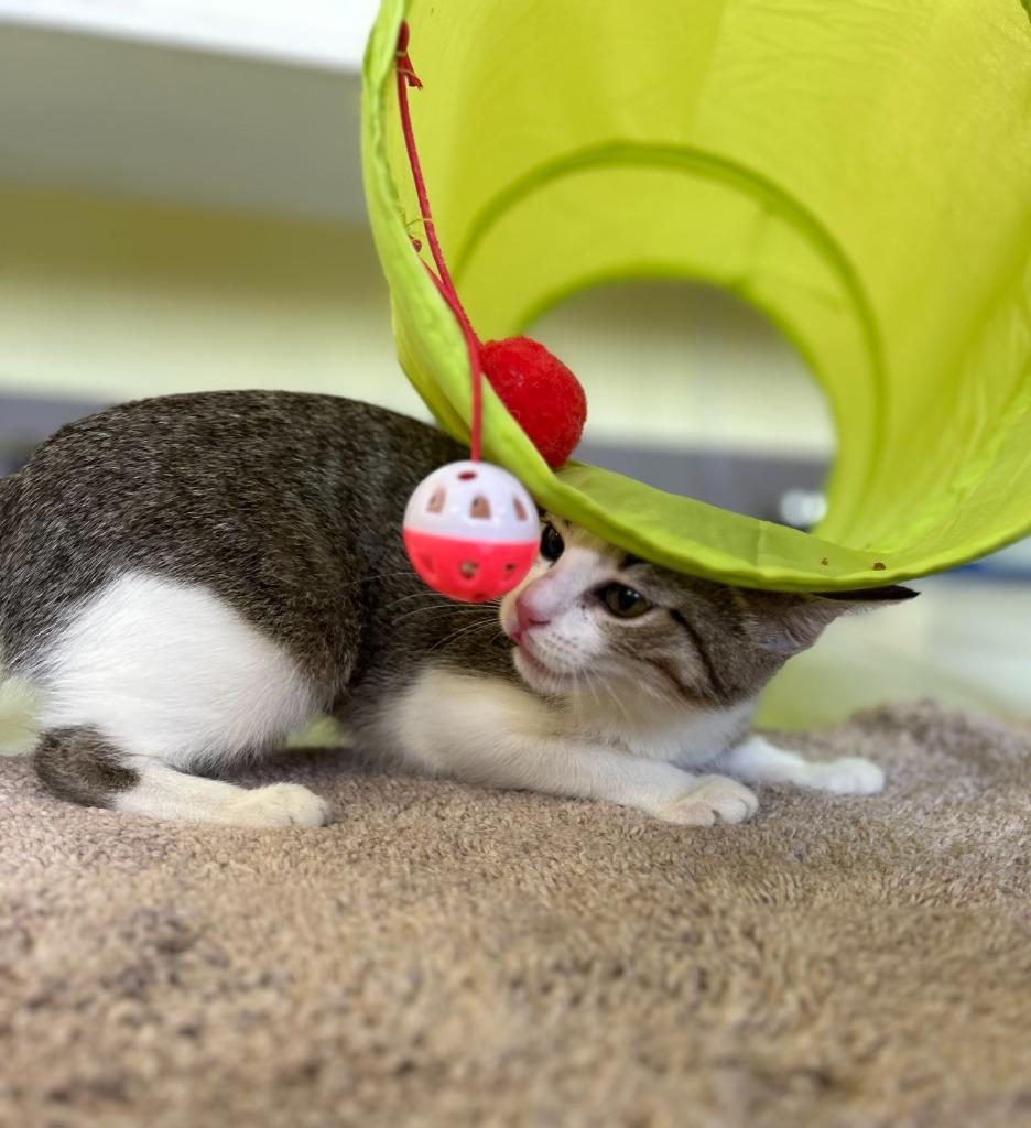 Sugar, Adopted, Kitten Female Domestic Short Hair.