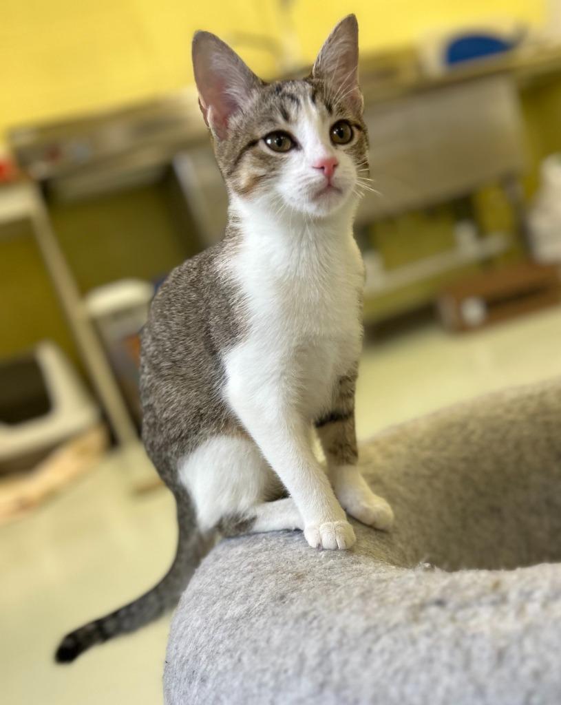 Enlarge Sugar, a Adopted mixed breed in Blountville, TN image 2/3