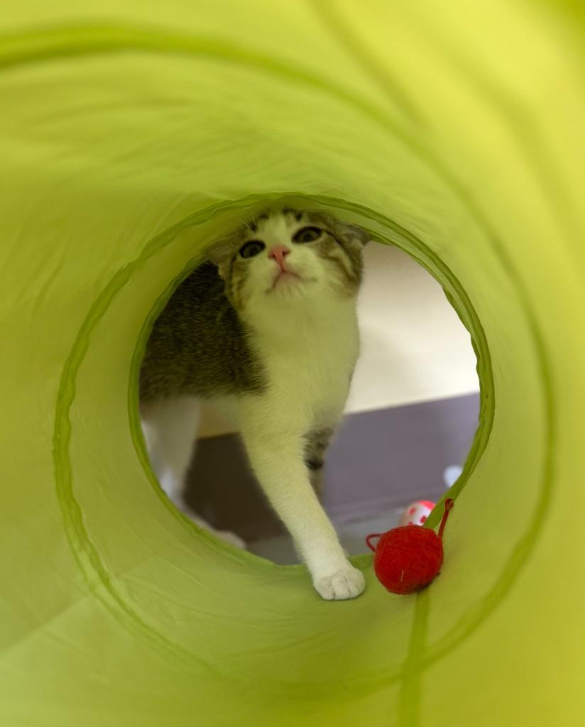 Enlarge Sugar, a Adopted mixed breed in Blountville, TN image 3/3