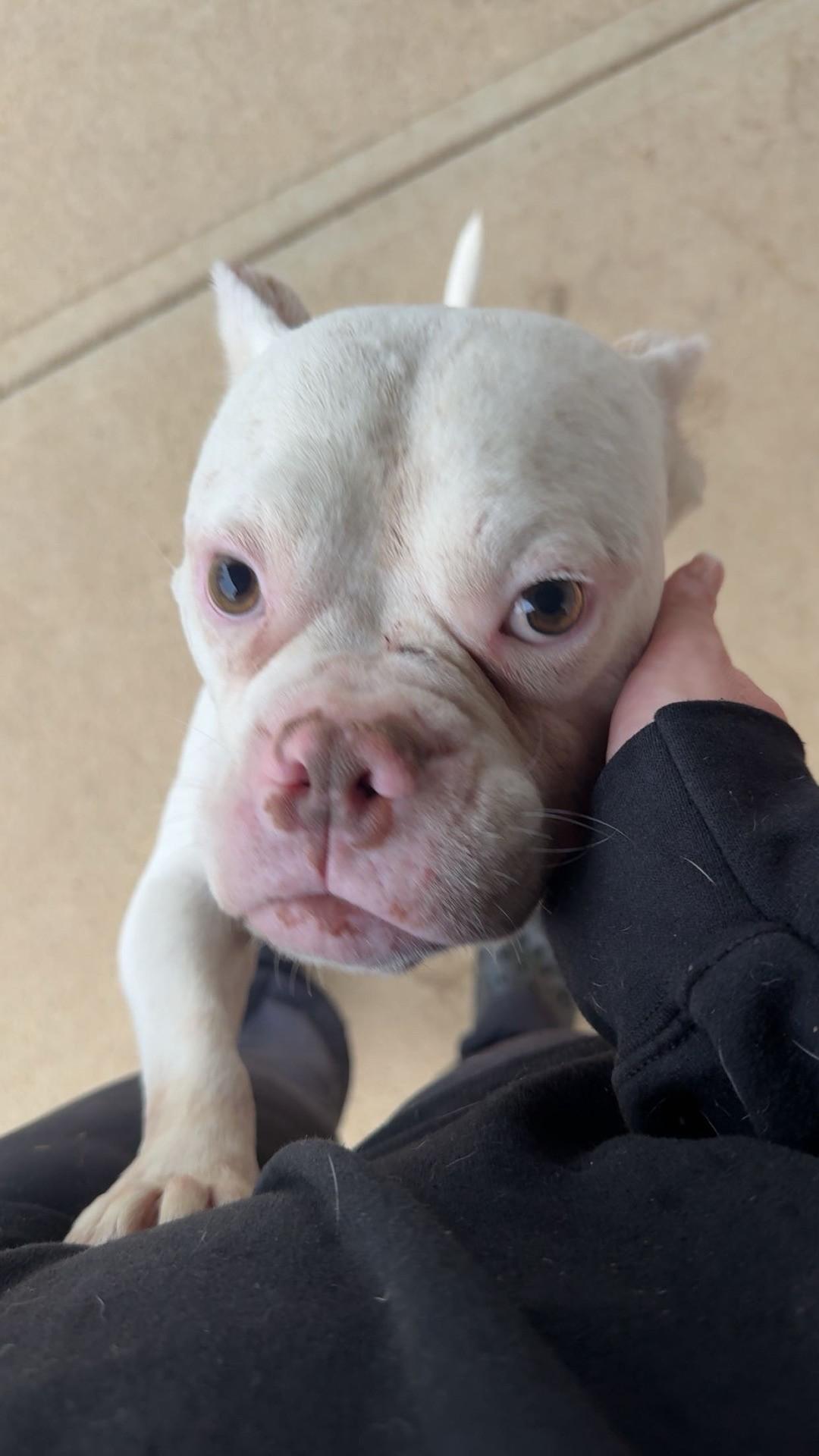 Enlarge Tank, a Adoptable mixed breed in South Charleston, OH image 3/4