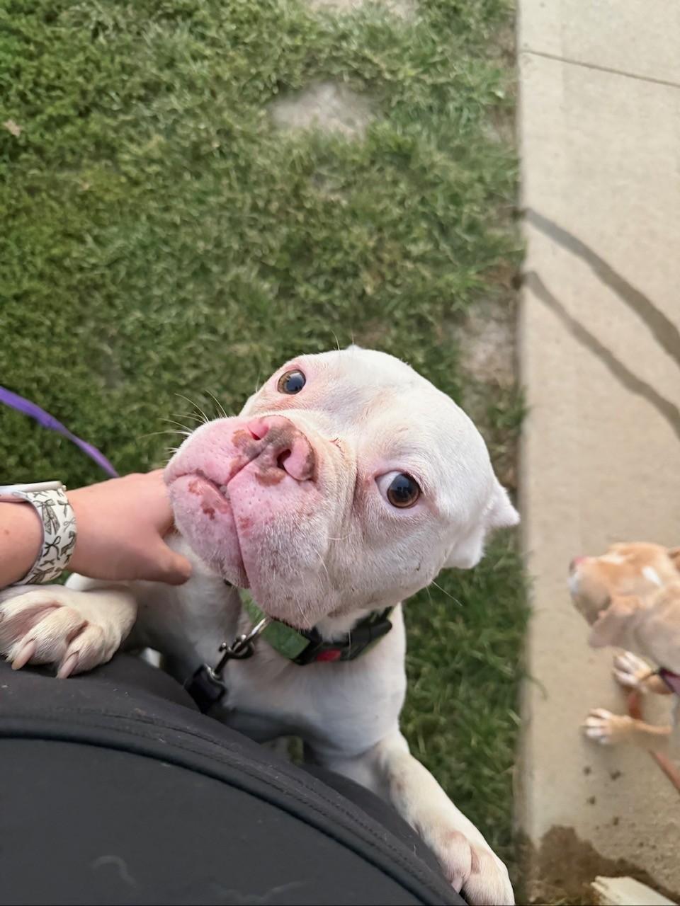 Enlarge Tank, a Adoptable mixed breed in South Charleston, OH image 2/4
