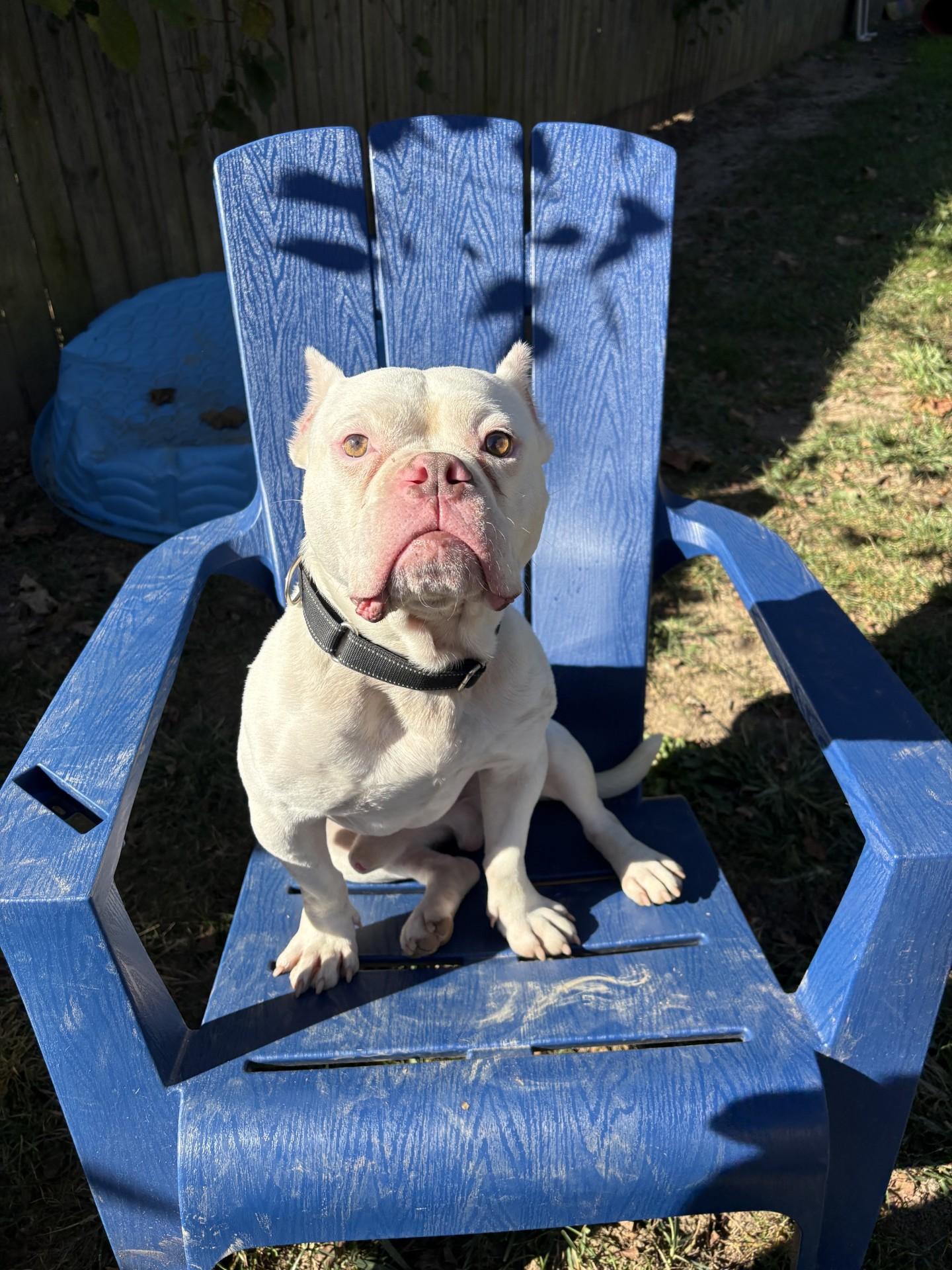 Tank, Adoptable, Adult Male Pit Bull Terrier.