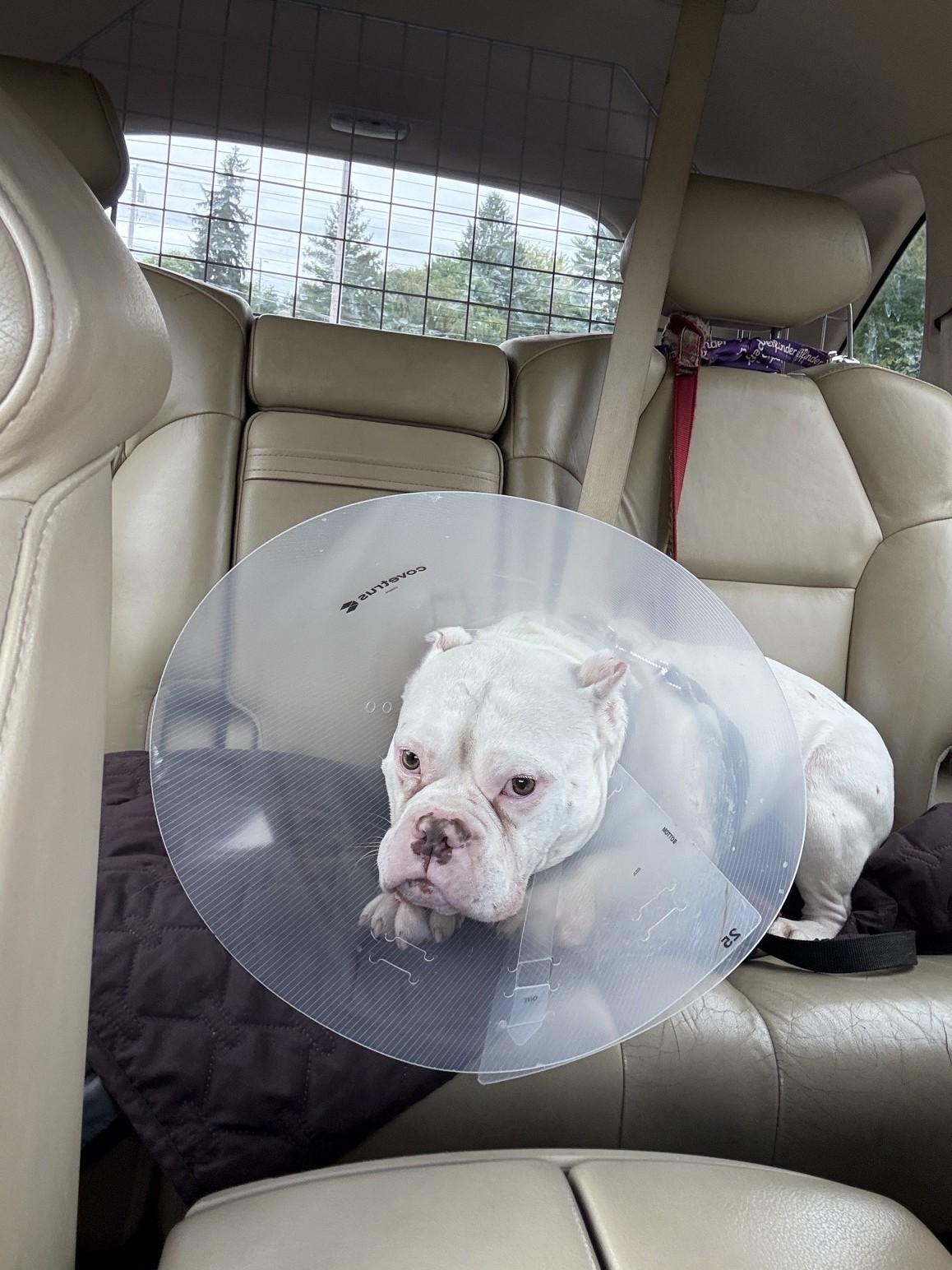 Enlarge Tank, a Adoptable mixed breed in South Charleston, OH image 4/4