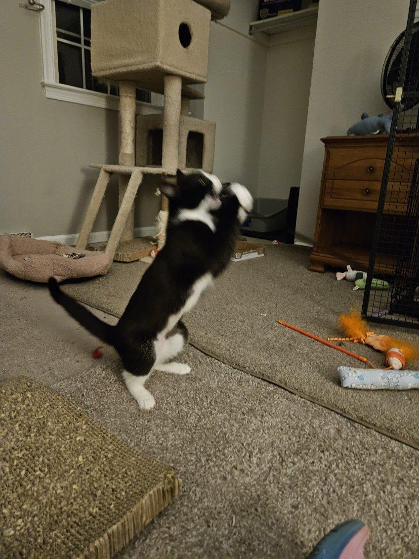 Enlarge Petunia, a ADOPTABLE Tuxedo in Avondale, PA image 6/6