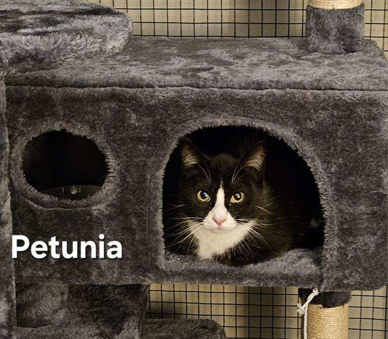 Petunia