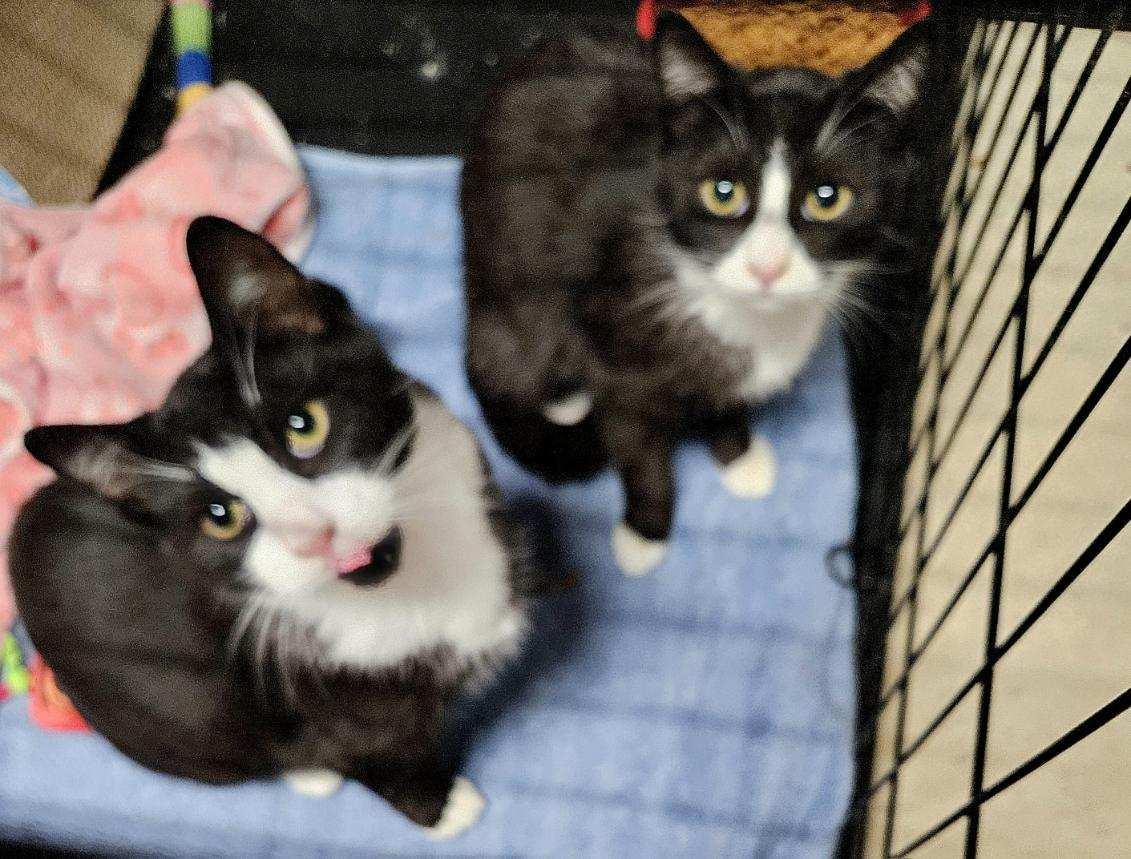 Enlarge Petunia, a ADOPTABLE Tuxedo in Avondale, PA image 4/6