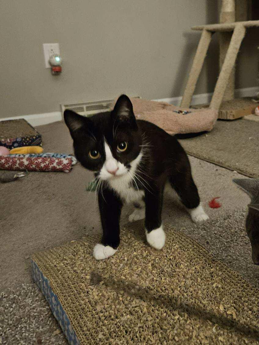 Enlarge Petunia, a ADOPTABLE Tuxedo in Avondale, PA image 5/6