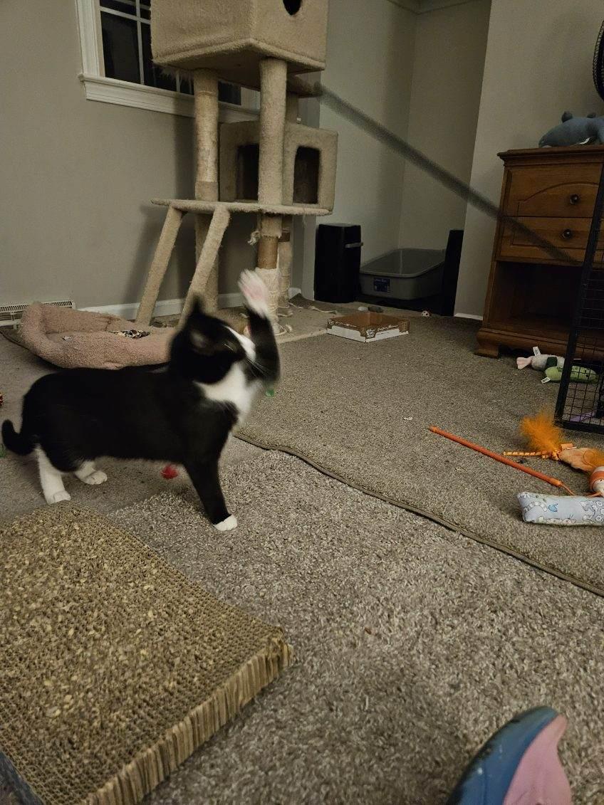 Enlarge Petunia, a ADOPTABLE Tuxedo in Avondale, PA image 3/6