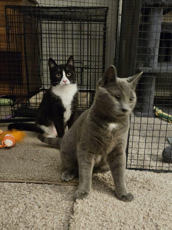 Enlarge Petunia, a ADOPTABLE Tuxedo in Avondale, PA image 2/6