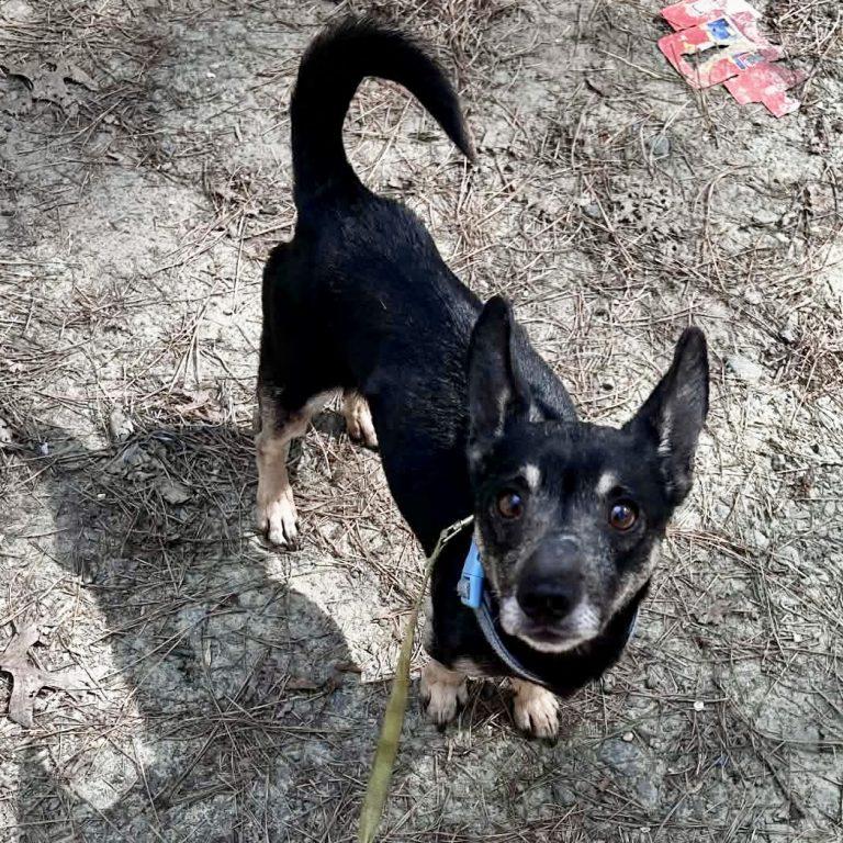Enlarge Rexford, a Adopted Chihuahua in Garner, NC image 1/3