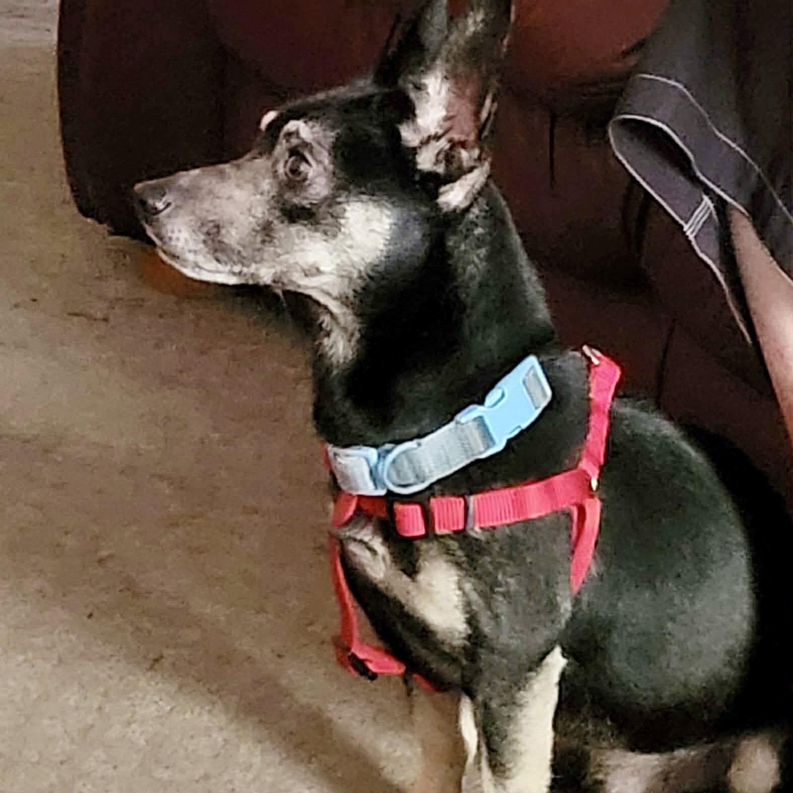 Enlarge Rexford, a Adopted Chihuahua in Garner, NC image 2/3