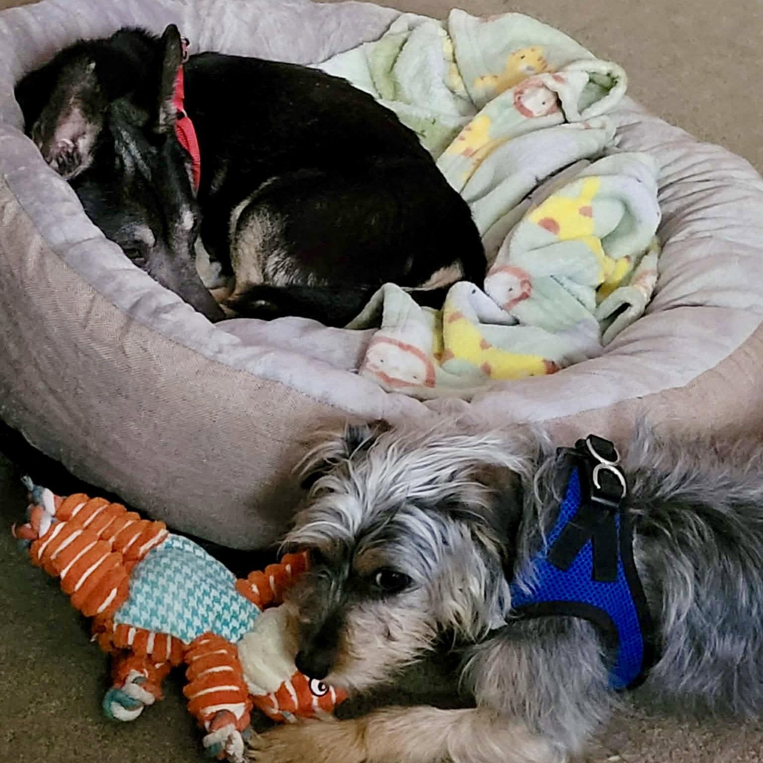 Enlarge Rexford, a Adopted Chihuahua in Garner, NC image 3/3