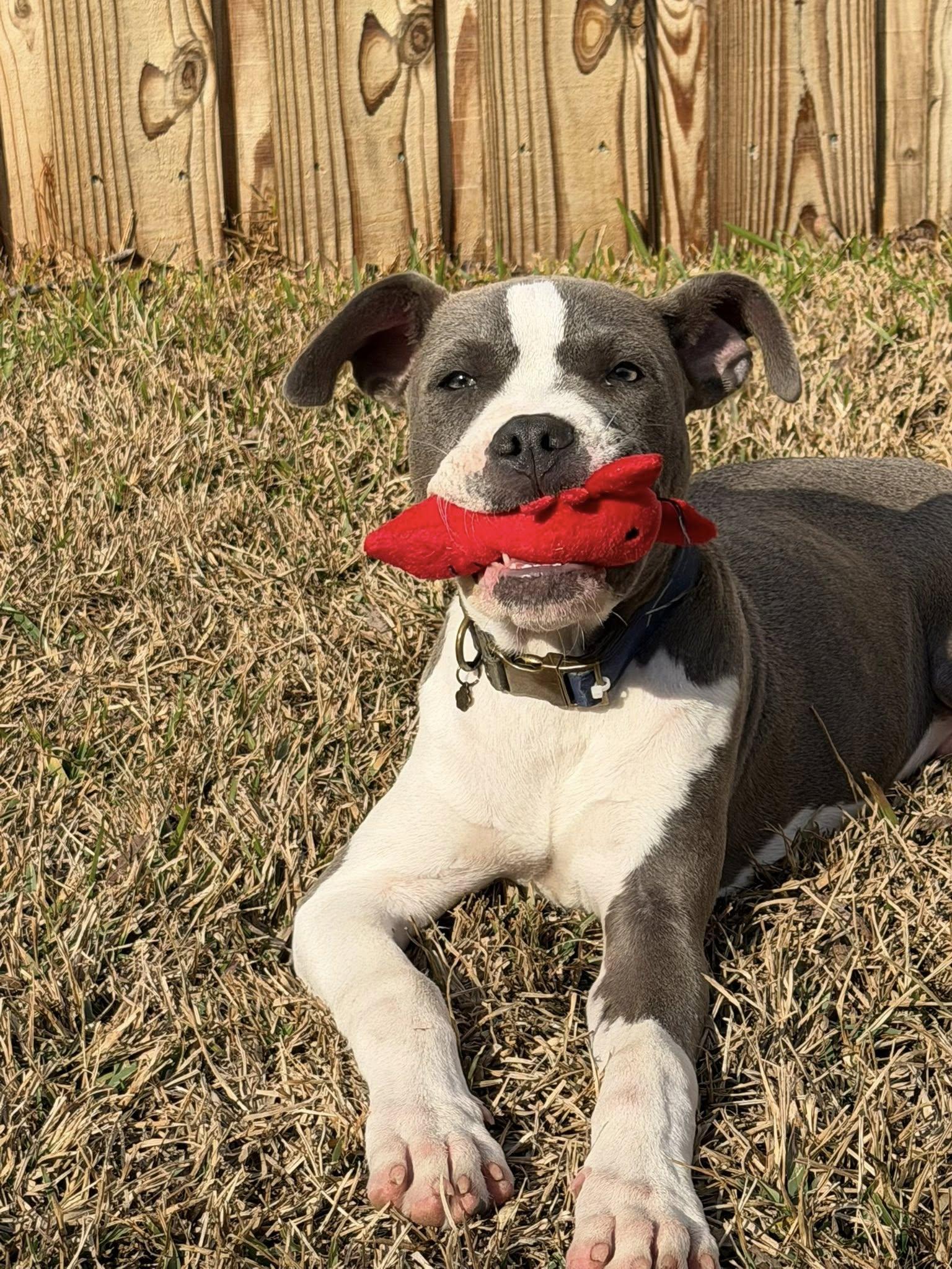 Enlarge Sulley, an adoptable mixed breed in Shalimar, FL image 3/4